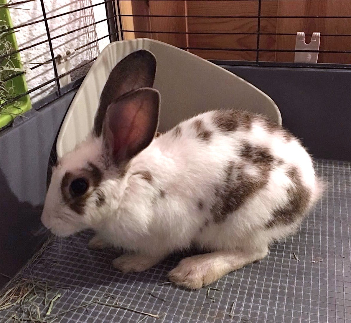 ¡Os presentamos a Petra! Abandonada a su suerte en la calle, entre coches.  #ENADOPCION #BCN ow.ly/IgAC303YAye