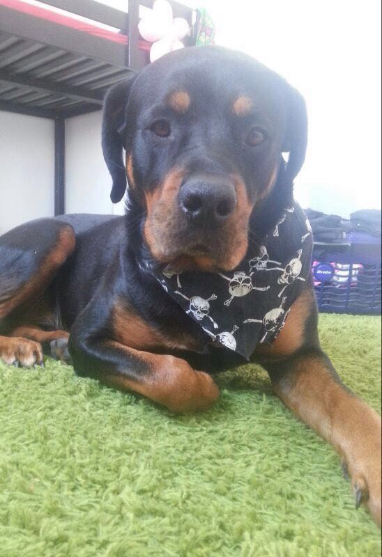 MuffinLoveDog's tweet photo. Arrrr https://t.co/oxkvPzPyJL