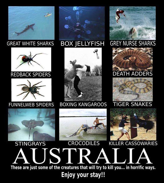 HillPest's tweet photo. #redbackspiders #funnelwebspiders #deathadders #tigersnakes #sharks #stingrays #cassowary #thisisaustralia https://t.co/bHC8UlUfR0