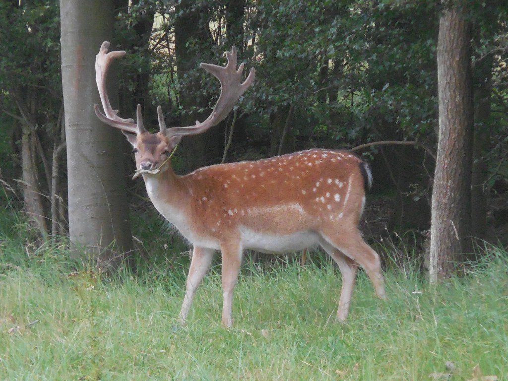 Zorgen over wild op de weg hoevelaker.nl/zorgen-wild-op…