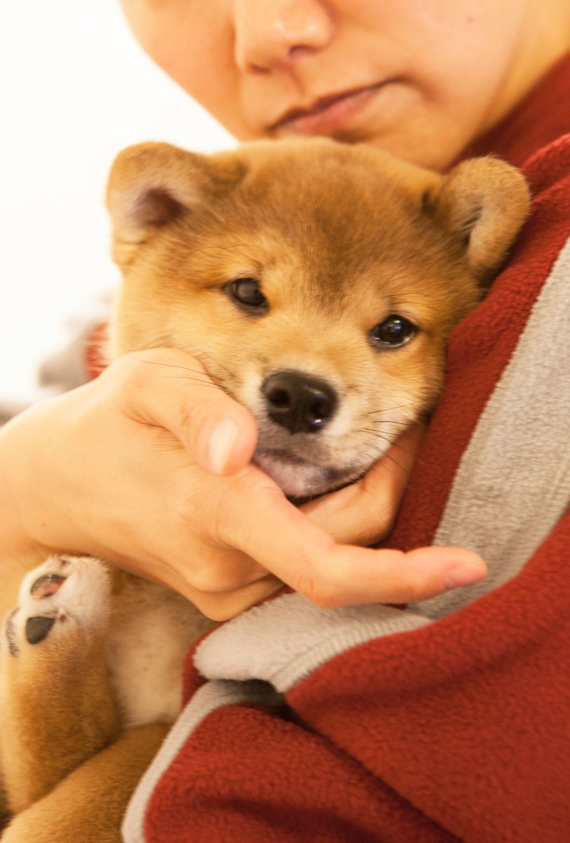 柴犬まる この子を抱っこさせてください 店員さんにお願いしてる姿を君はわかってるかのように 狭苦しいショーケースの中をくるくると回り出す 初めて君を抱っこした妻の目には涙が溢れ 僕はというと さぁ お家に帰ろう と言うだけだった