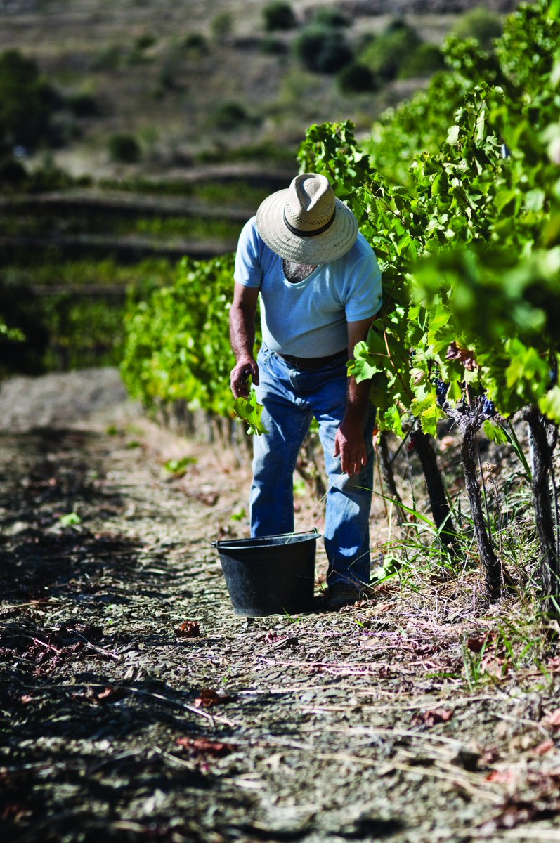 Trossos del Priorat tweet media
