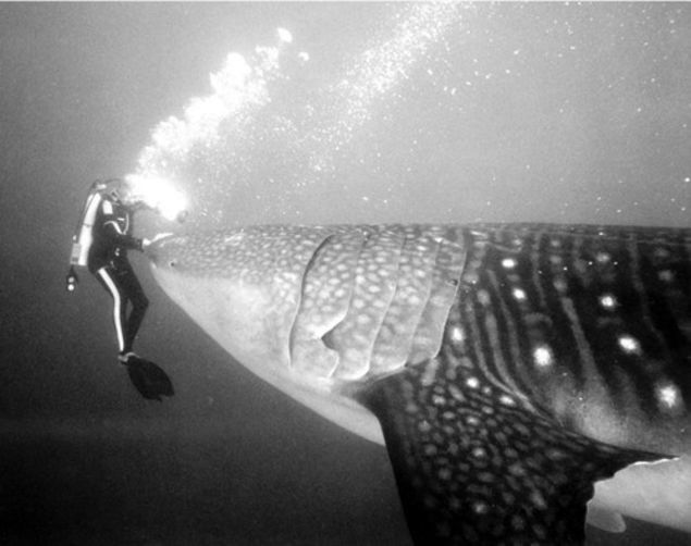 Whale sharks in 60s &amp; 70s were truly huge. #overfishing #shiftingbaselines #whalesharkseptember