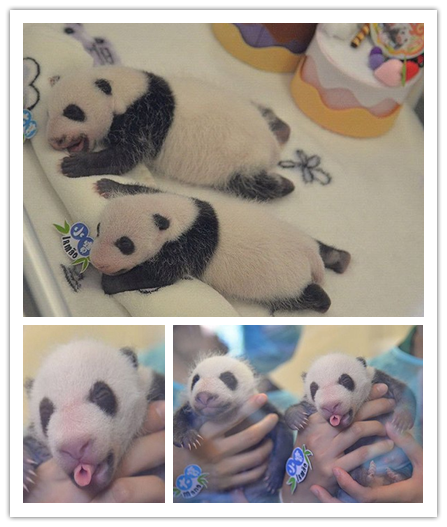 Victoriaswing's tweet photo. Cute panda twins baby from Macao China, do you guys like them! #panda https://t.co/W5gXrqrQCg