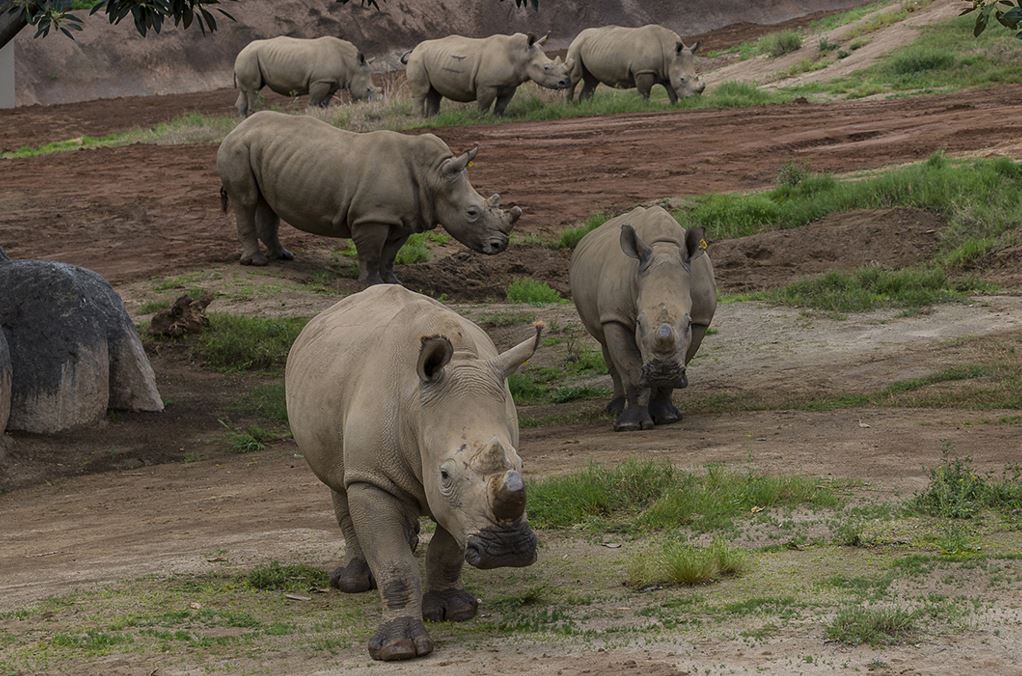 включи носорога