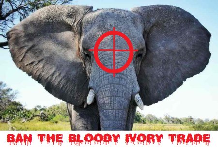 Protect_Wldlife's tweet photo. Sign &amp; RT: Tell The Government To Fulfil Their Pledge &amp; Shut Down The Domestic Ivory Market! https://t.co/YYGgty7xhl https://t.co/j0nsC3Tv3k