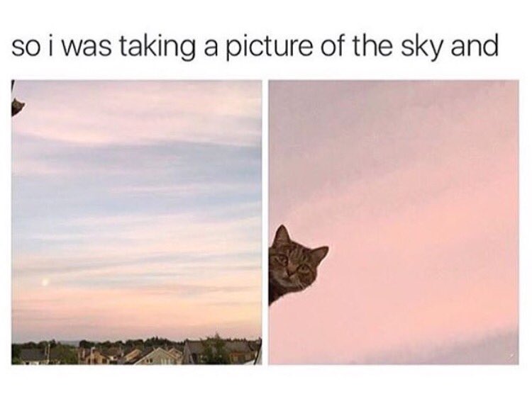 CatCallBK's tweet image. Morning ☀️