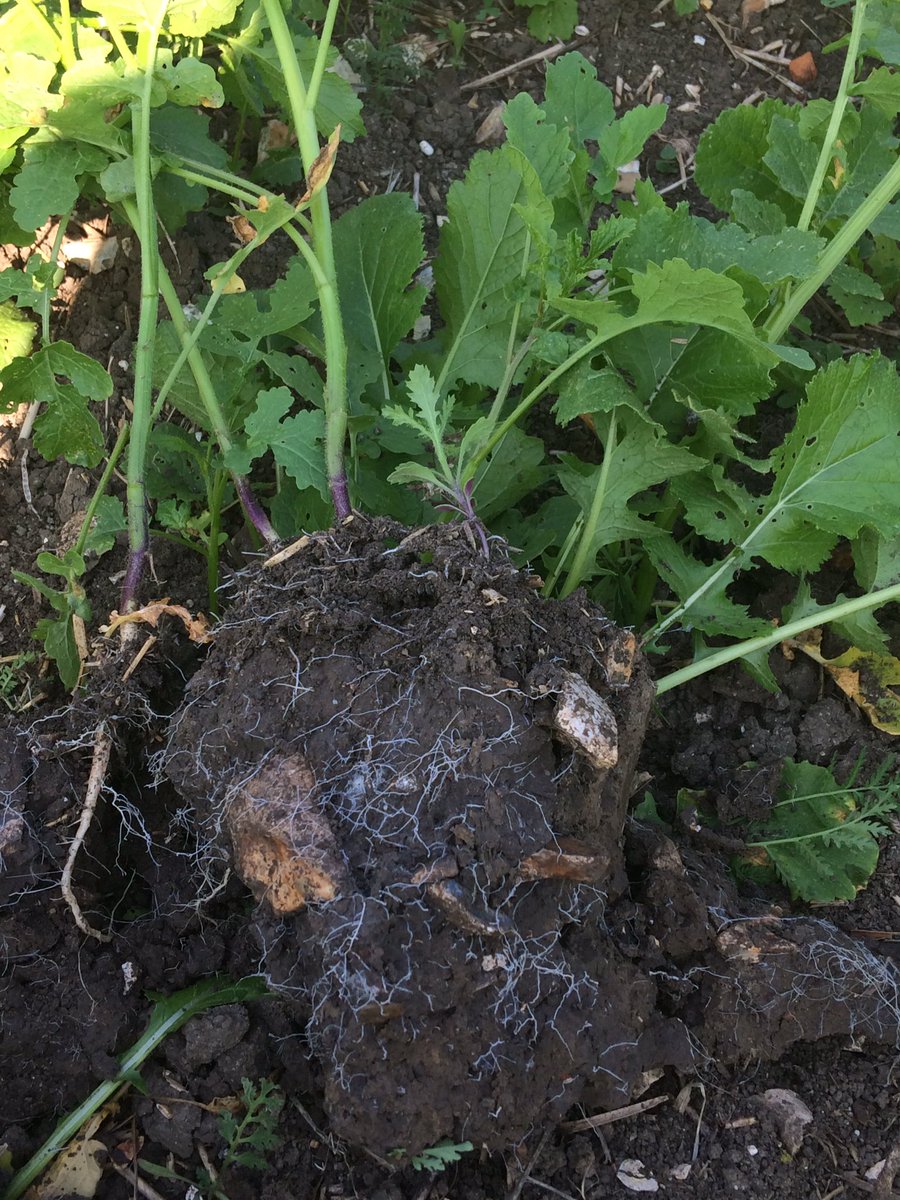 TAPAgronomy's tweet photo. @Kingscrops summer Catch Crop doing wonders to this heavy land this morning #roots #soillife #mustard #turniprape https://t.co/9rmK7nADRu