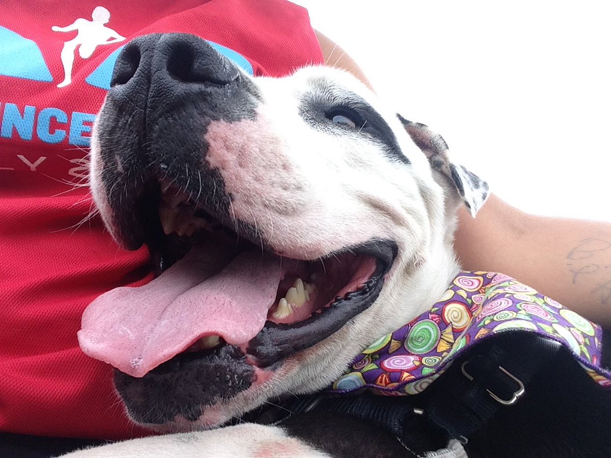 Am I a really good or bad dog walker?  One thing is for sure...JoJo loves his snuggles! <a href="/NSSPCA/">Nova Scotia SPCA</a>