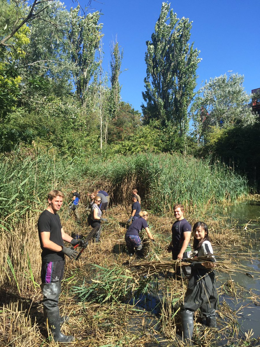 <a href="/PwC_UK/">PwC UK</a> B&amp;CM grads enjoying volunteering day with <a href="/TCVtweets/">The Conservation Volunteers (TCV)</a>. These graduates are clearing out the pond reeds