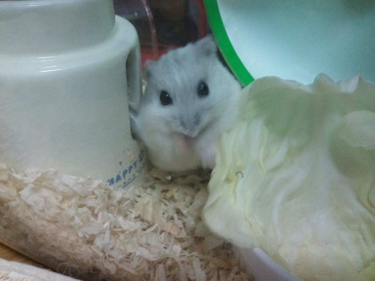 かっわいい ジャンガリアンハムスター 118匹目 無断転載禁止 C 2ch Net