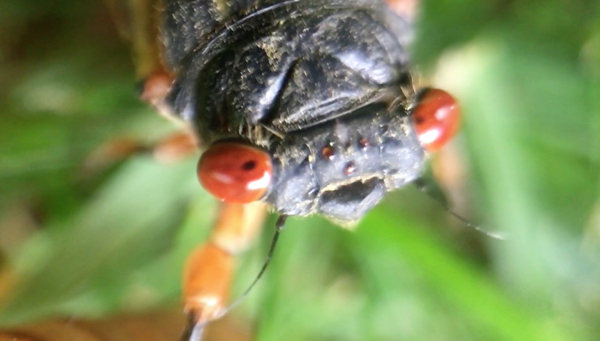 CicadaMovie's tweet photo. 17 year cicada in Athens, Ohio. May 27, 2016
#cicadas #broodv #athensohio #cicada #17yearcicada https://t.co/C65Hx4DNmd