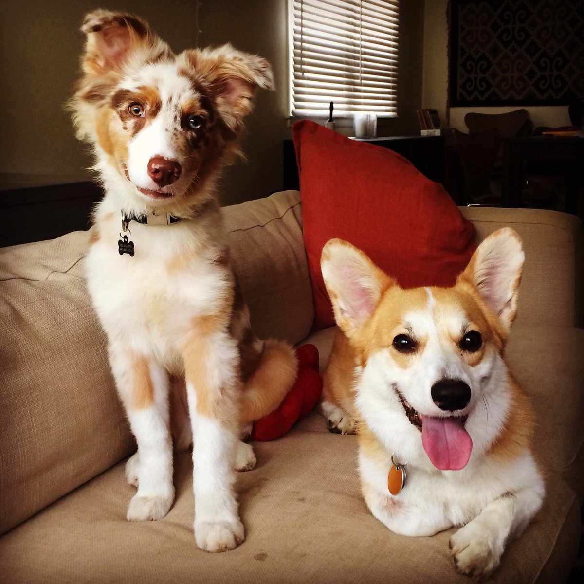 CorgiTrouble's tweet image. Finn &amp;amp; Trouble