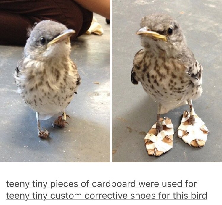 StevieGRogers_'s tweet photo. "BREAKING BIRD NEWS OF THE DAY!!!" #AvengersGroupText #FromClint https://t.co/7VcNUmD33P