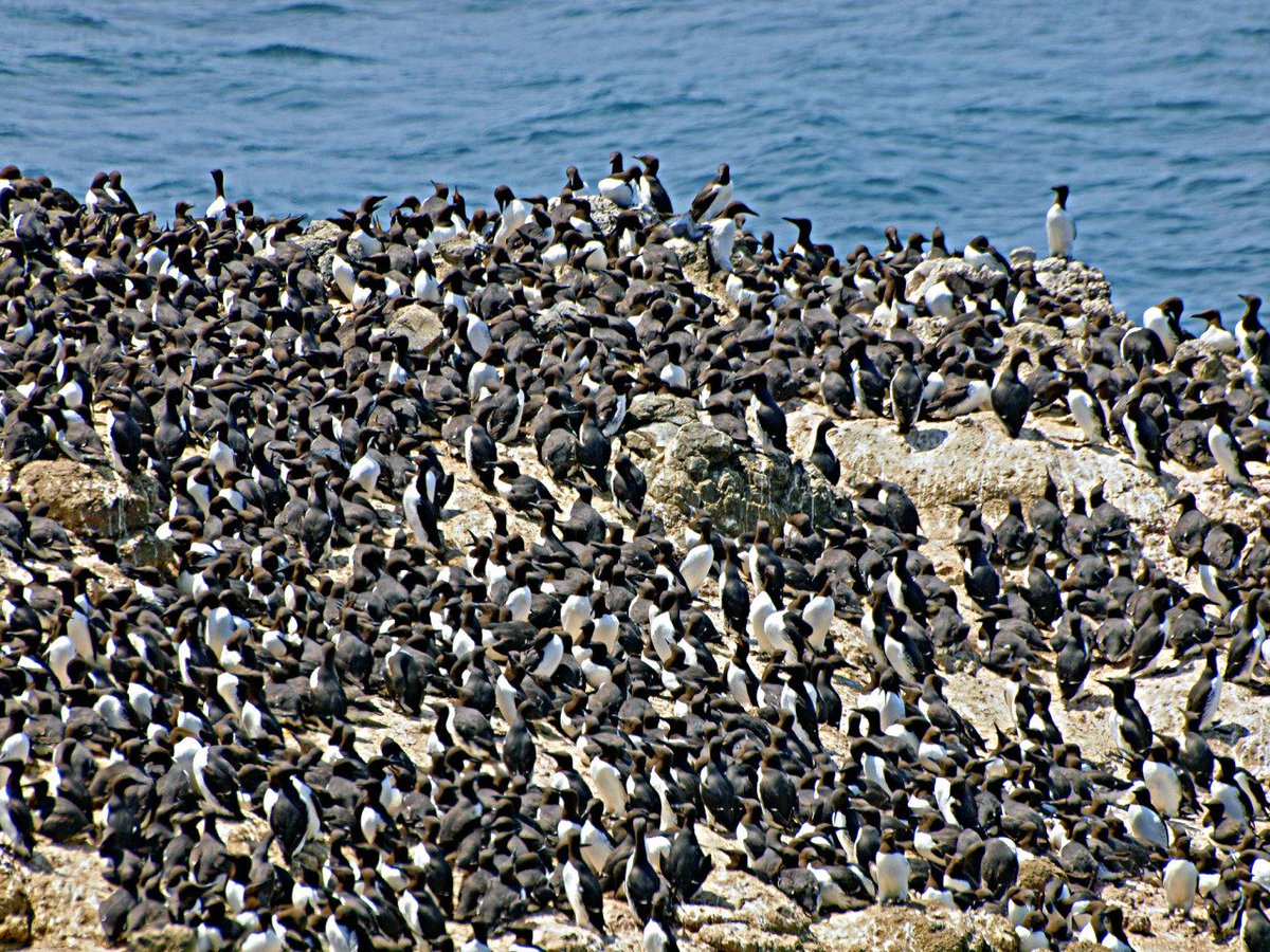 These guys know how to get out & enjoy the sunshine on the #Oregon coast! (Photo: Jeff C.) http://bit.ly/2cF54pw