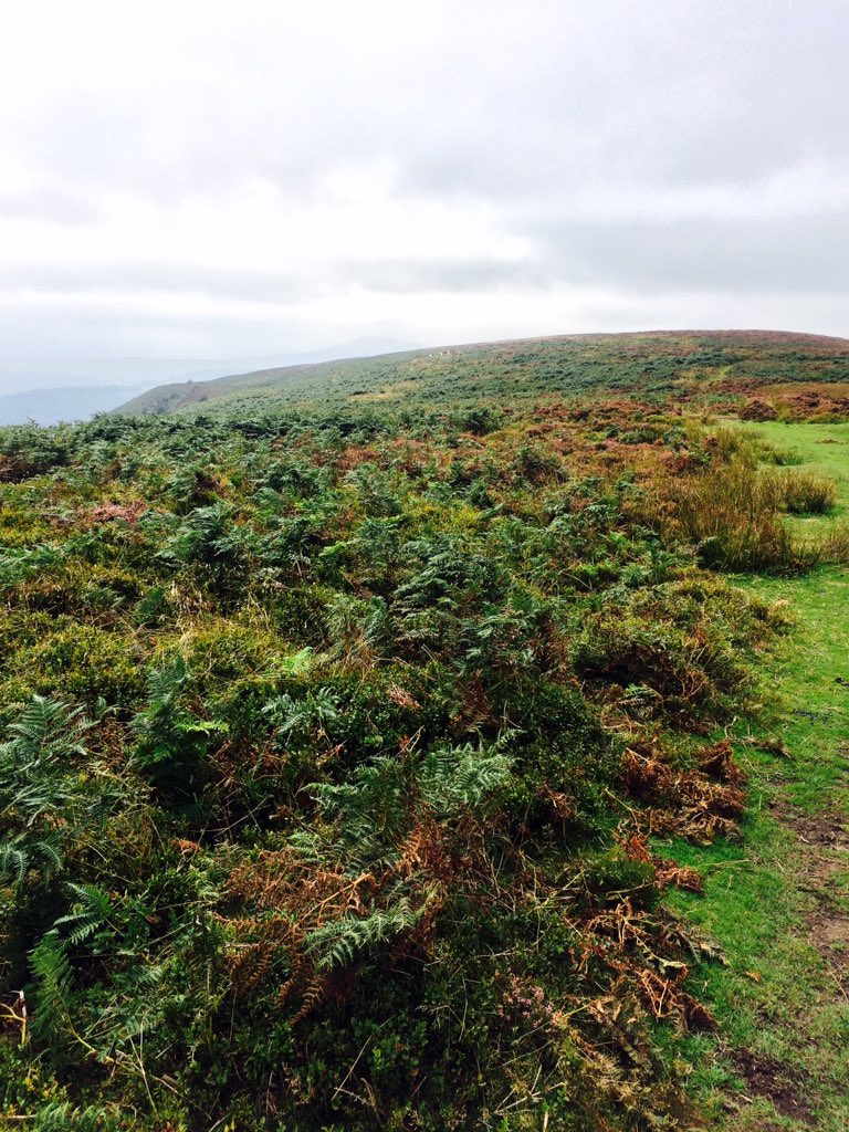 fauxidermy_uk's tweet photo. Beautiful lichen on #mountainwall and fungi on hatterall hill #Autumn #blackmountains @BeaconsPhotos #breconbeacons https://t.co/idKjP661EF