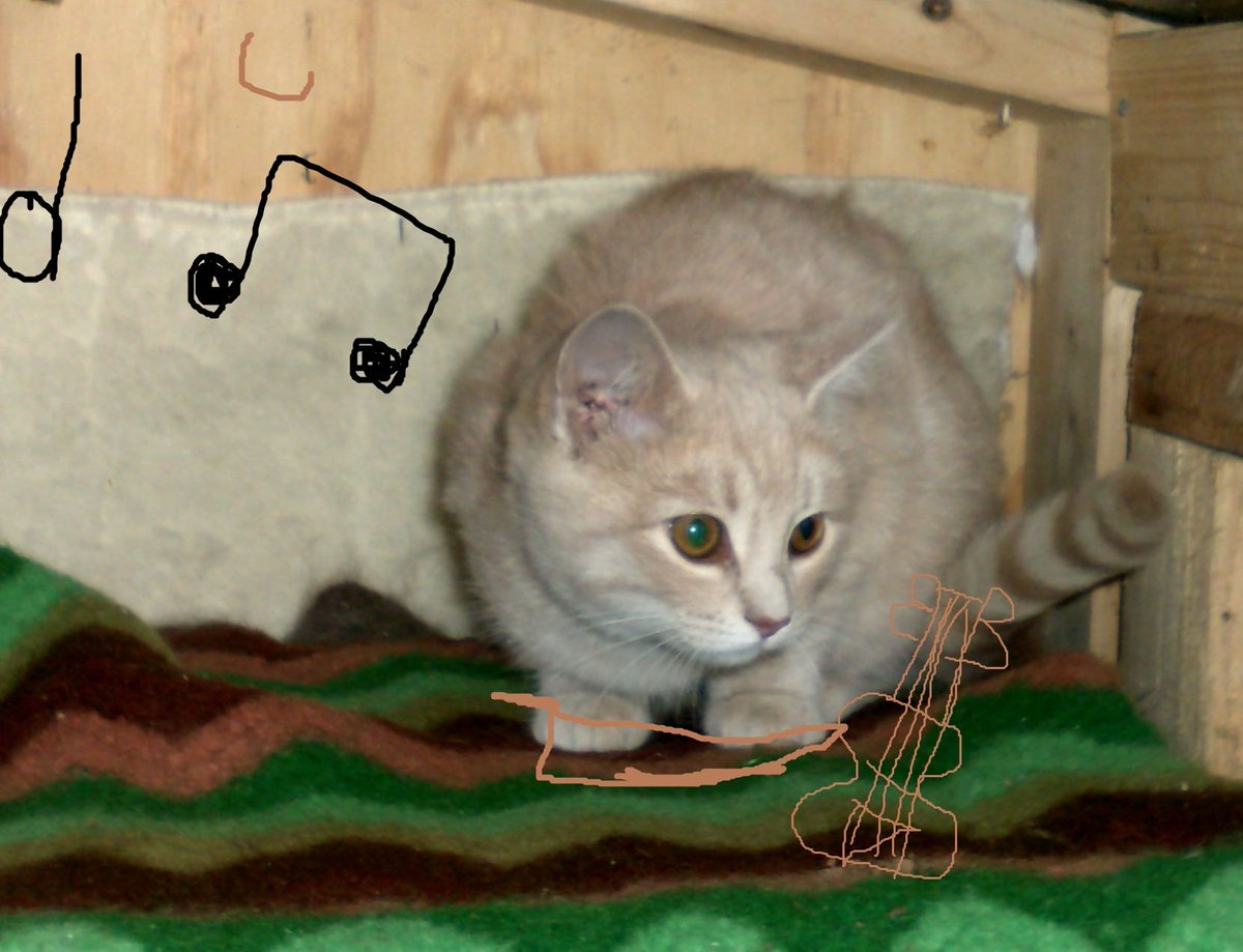 FancytheCat1's tweet photo. Kitten pic :3 https://t.co/4RnSCJzy7R
