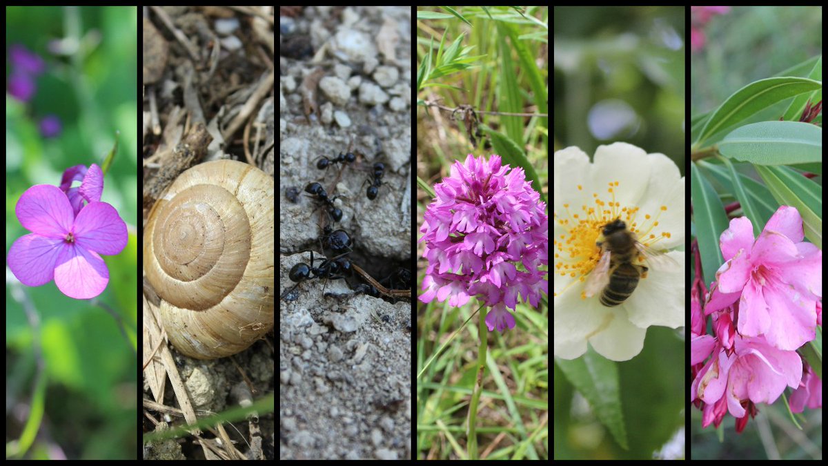 PRSE_Mtp's tweet photo. #Montpellier : L'inventaire biodiversité de Las Rebes mis à jour. Plantes et Chauve-souris ! https://t.co/hOmzF2iySy https://t.co/4N2UrHWh0b