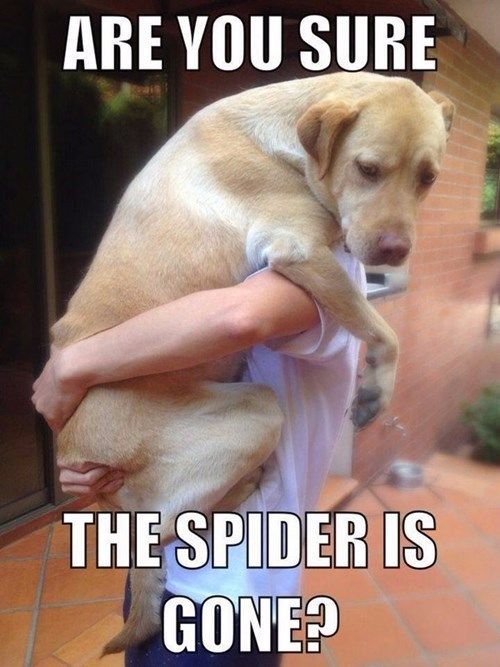 DesertWebExt_EC's tweet image. Have a spider problem? Give us a call today! #Spiders #Funny #Dog #PestControlServices #PestControl