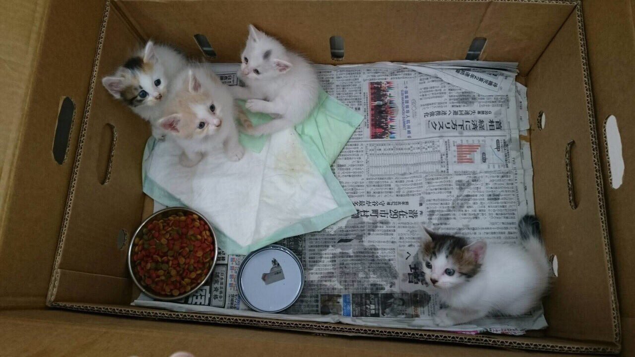 猫かふぇジュエリー 猫ママ 市役所に捨てられ明日保健所に引き取られる予定の子達でしたが一時的に預かって下さっています 今週土曜日にジュエリー にて譲渡会をしますので是非来て下さい 捨て猫 譲渡会 猫カフェジュエリー T Co Je0d3112ij
