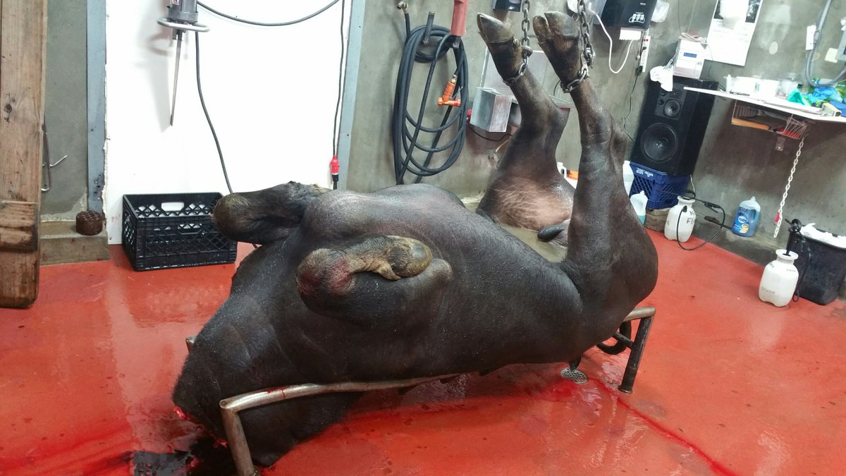 Exotic Meat Market tweet media