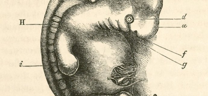 PLOS's tweet image. .@rickilewis recounts teaching organogensis of the human embryo on #DNAScience blogs.plos.org/dnascience/201…