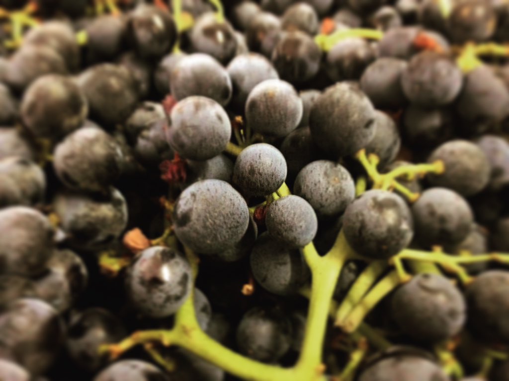 These days people that are visiting #Priorat can #experience how #harvest is here!Such an unfforgetable days. #wine