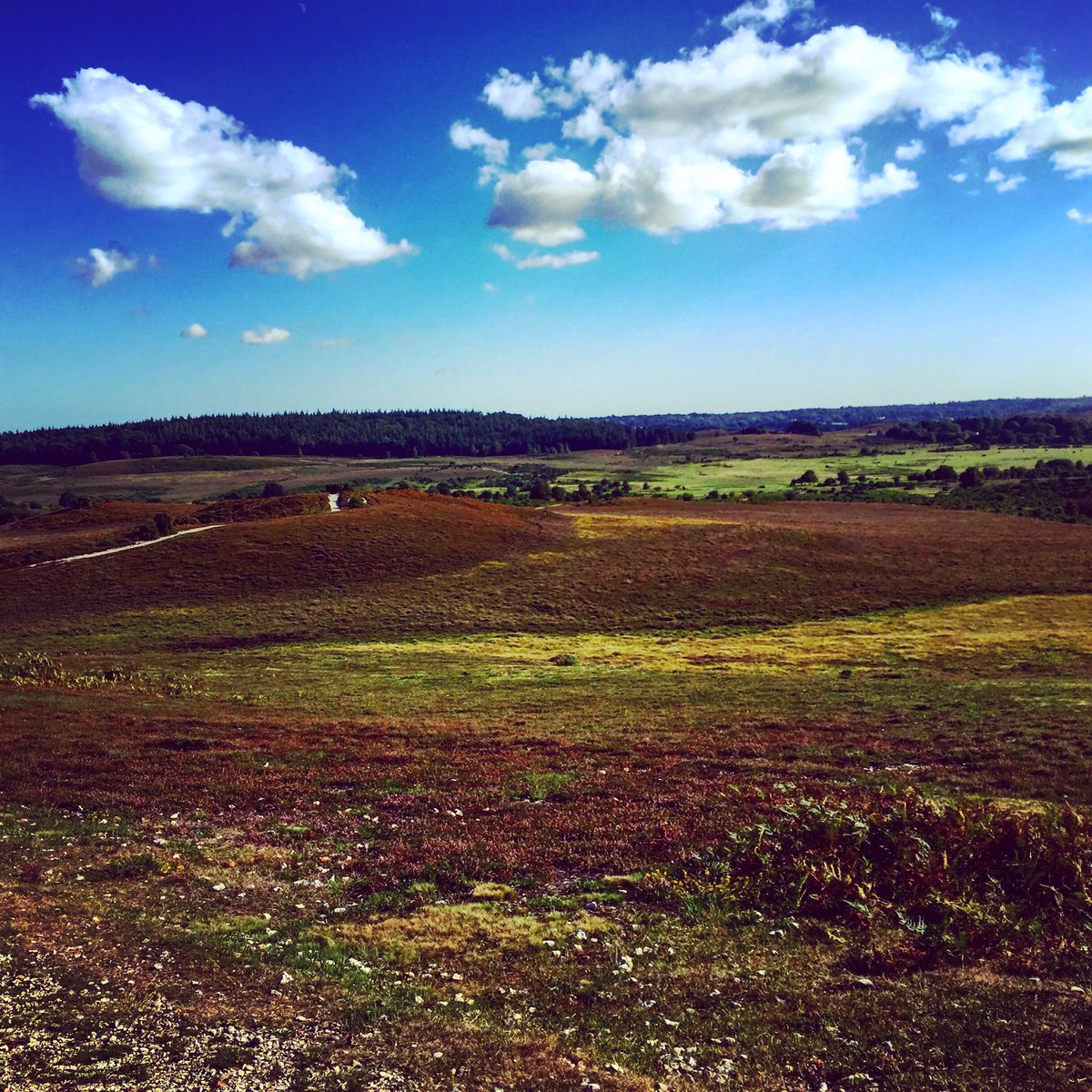 MattStroudHants's tweet image. Not bad this #newforest place is it?
