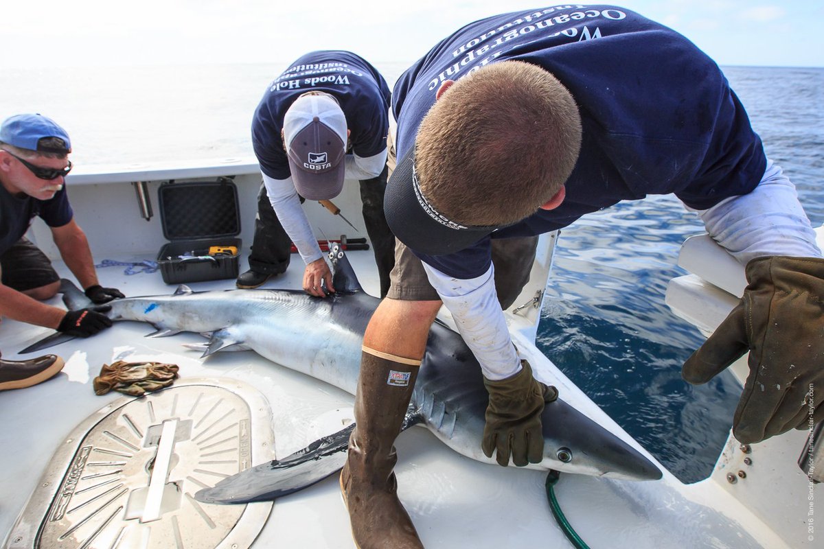 Blue Shark Vader was named by Phoebe Thorrold, a 9 yr old ocean enthusiast from Falmouth! bit.ly/SharkVader
