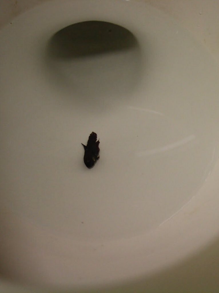 Lex💘 on X: GUYS @kahlirahn JUST FOUND A DEAD FISH IN THE SCHOOL BATHROOM  TOILET I CANT BREATH  / X