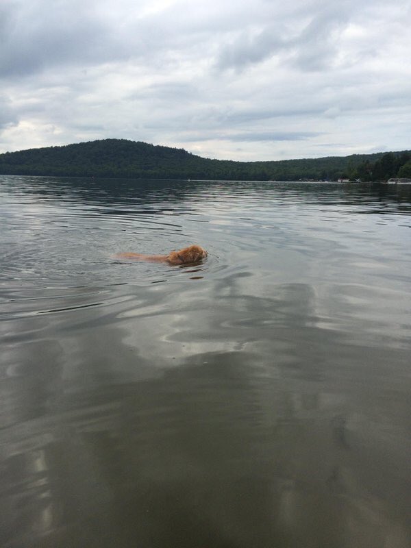 #GoldenRetrievers are highly intelligent and have an instinctive love of water. @natgeowild 

#DogDaysOfSummer