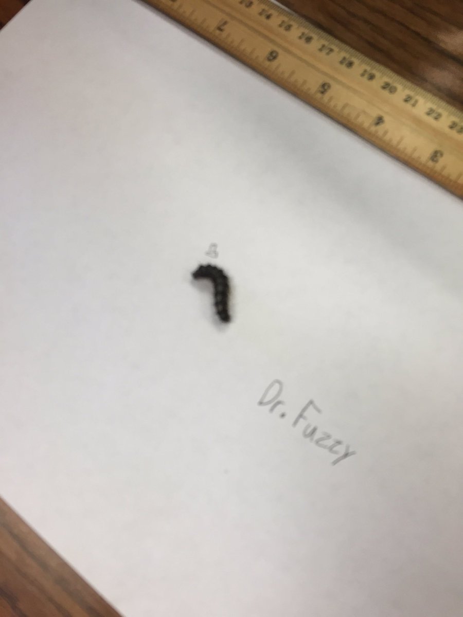BESChapman1's tweet photo. We have caterpillars to study the life cycle of a butterfly! @BESTexans #gcisdscience #scienceisalive https://t.co/59lvyj39mv