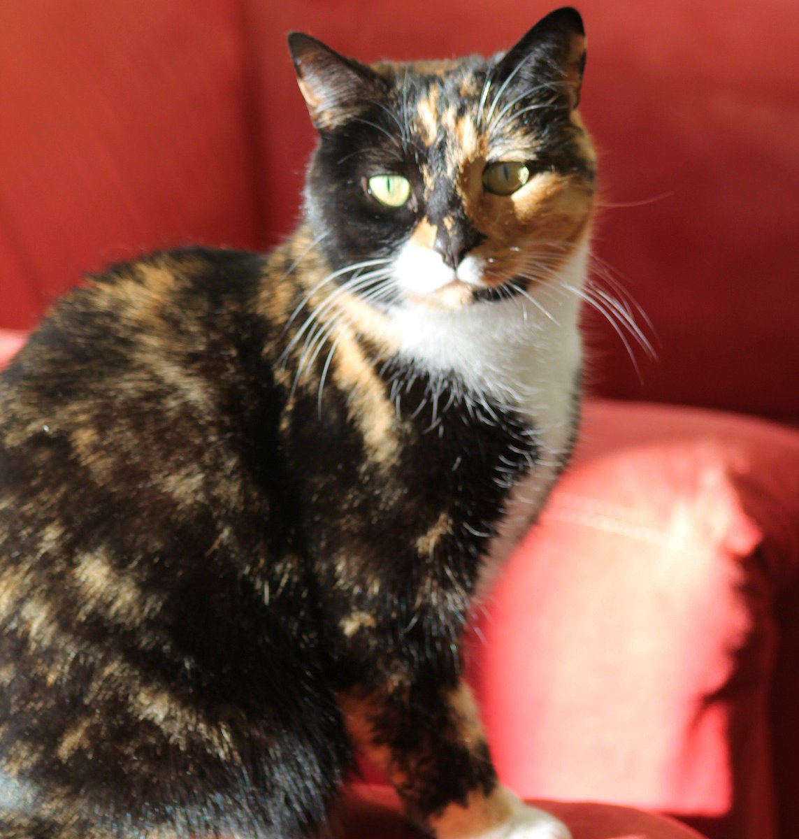 CatHealthDaily's tweet image. Cat's can develop dental disease but you can help keep their teeth healthier by offering dental treats.