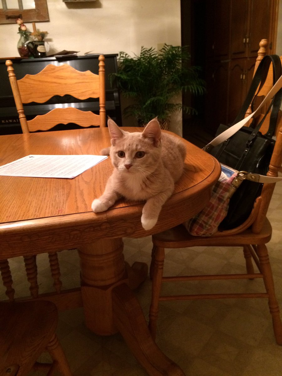 KittyGracey's tweet photo. Butters is way too comfortable in MY HOUSE! ... When is the little whippersnapper going away? *kitty grumbles* https://t.co/ymxBObBfhH