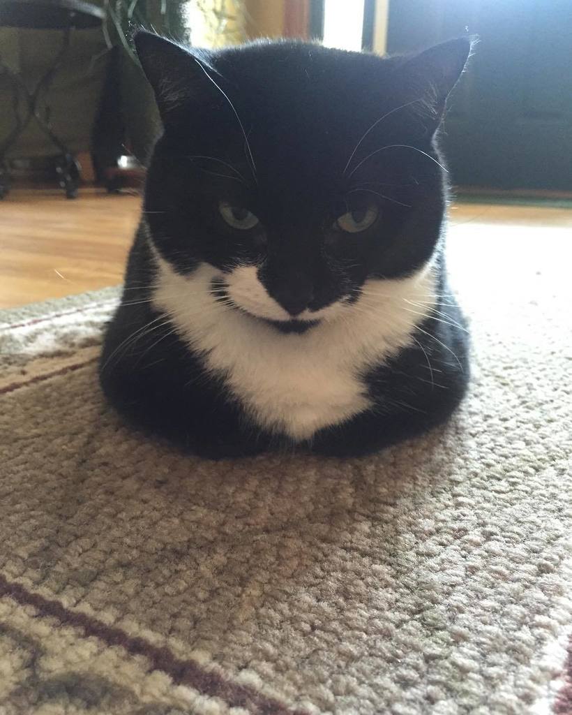 chelsea_maps's tweet photo. 🍞 #loaf #catloaf #bread #tuxedocat #MissKitty #catsofinstagram https://t.co/PSKiU9TT2X https://t.co/PTnbA13HPv