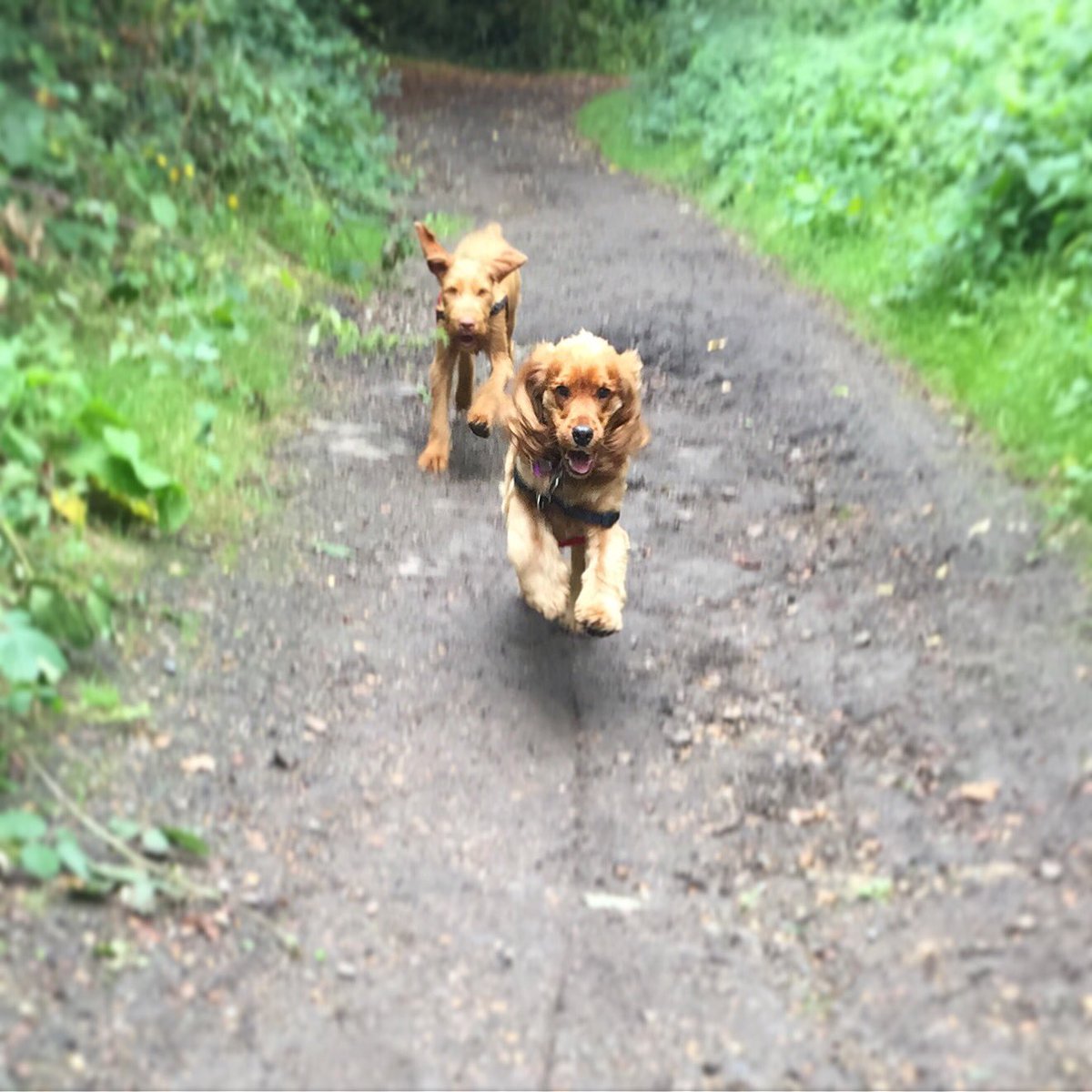 Wag + Stride tweet media