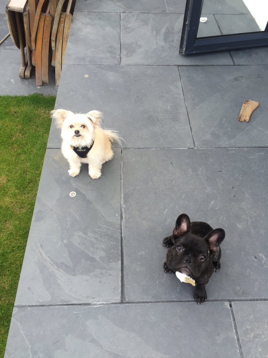 Wag + Stride tweet media