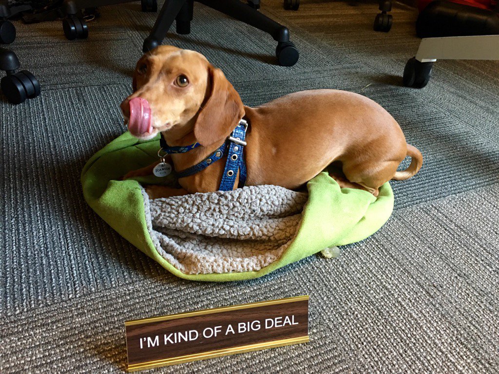 CaseyAnnSchu's tweet image. In case you didn't know... #DogsWhoRunTheWorld #NoCodingRequired @GXAcademy #PowerPups