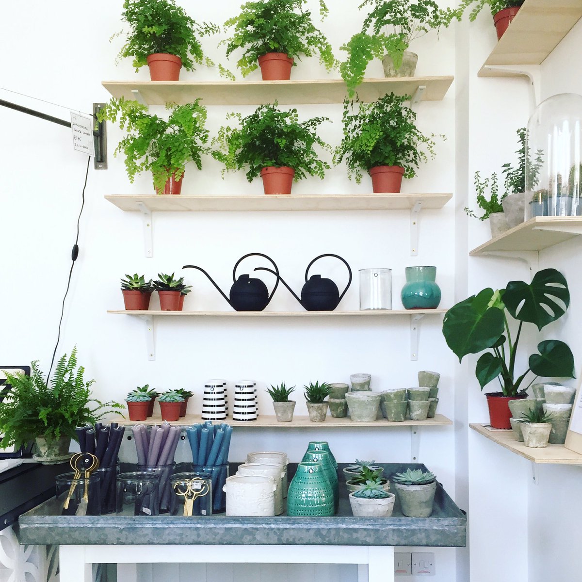 Katharine_KDP's tweet image. Treat to pop in on my #Poundbury faves today @CherryadeStore clearly need more ferns and succulents in my life...