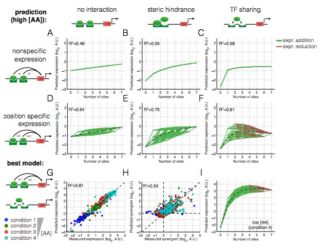 Can more be less? Our new paper on why more activator sites may sometimes lower expression biorxiv.org/content/early/…