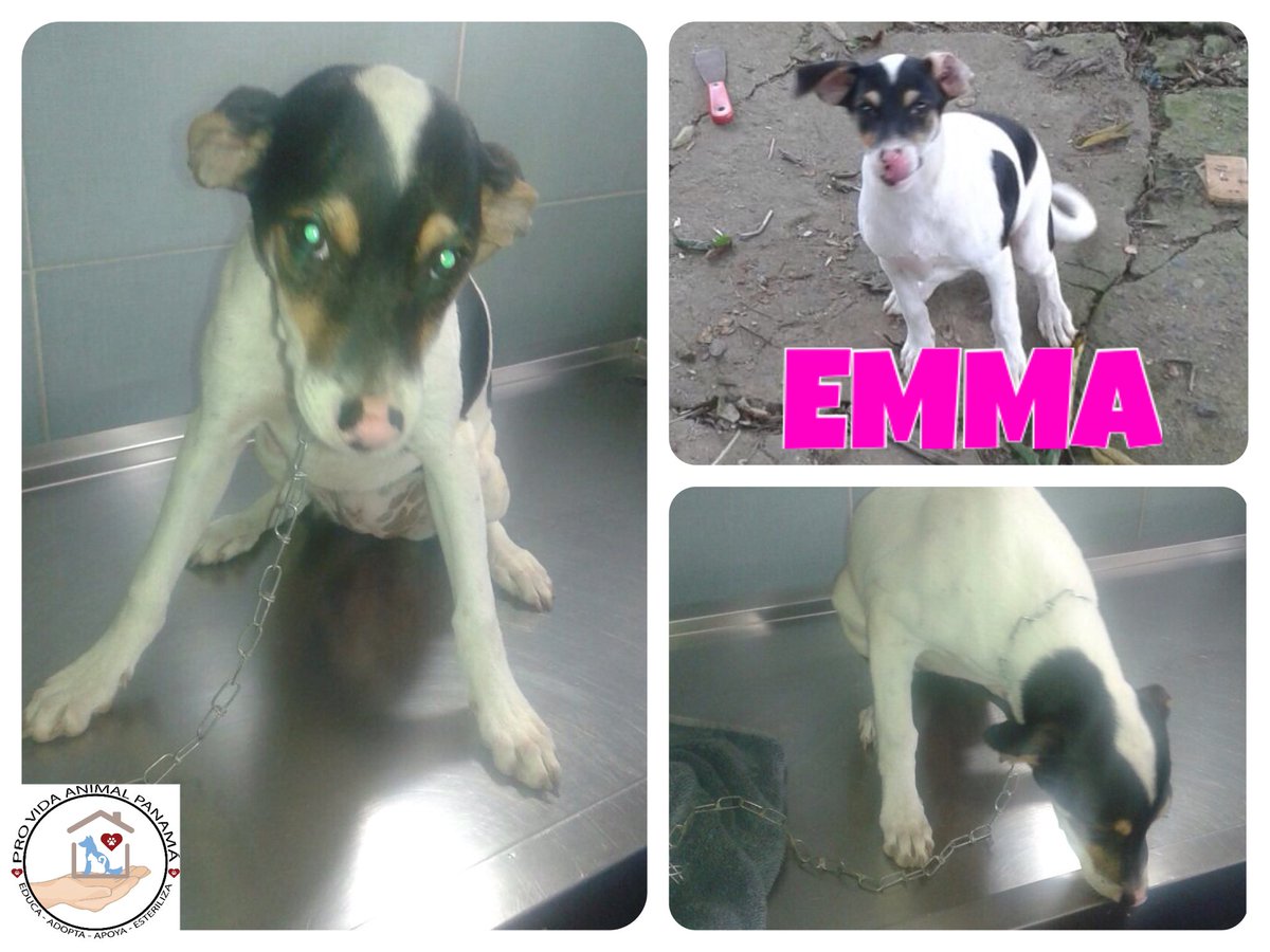 Cachorra de 4 meses y medio, fue esterilizada y vacunada.
RT su historia y tenga su final feliz! 6949-1092 🐶🐾