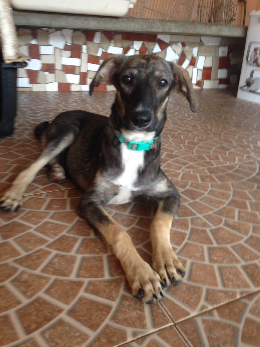 Esterilizada, desparasitada y vacunada. Ariela será de tamaño mediano, es muy juguetona e inteligente 6949-1092 🐶🐾