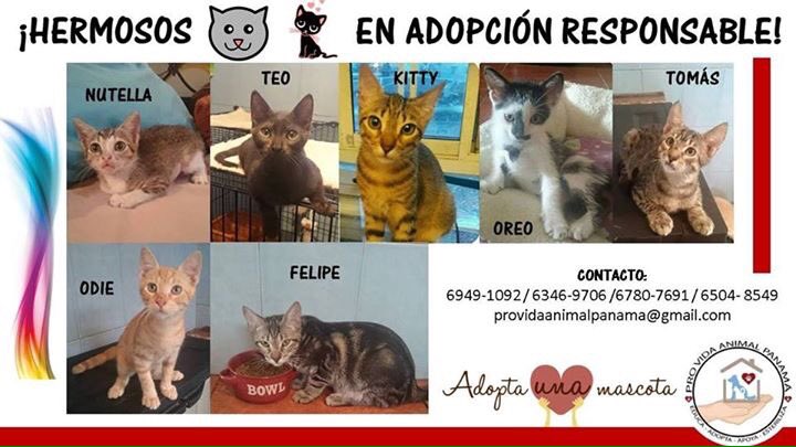 Hermosos gatitos y gatitas. Están esterilizados, desparasitados y vacunados. 🐱💞🐈💕 Contacto: 6949-1092
