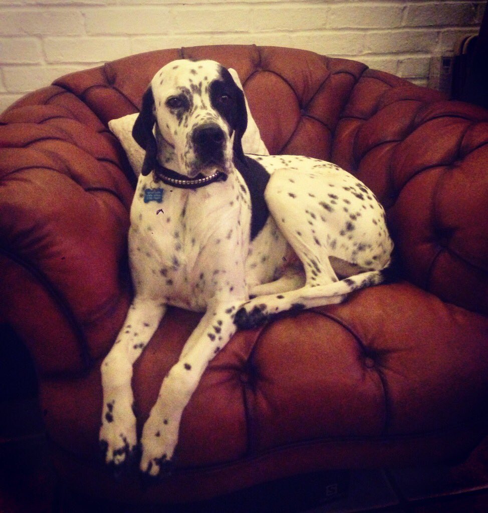 Hooray! After a long absence from the workshop during Annas maternity leave, Dotty will once again be a pottery dog!