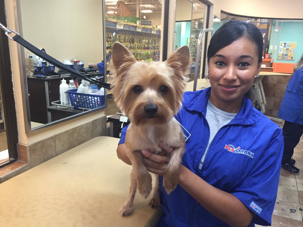 brittanyamoon's tweet photo. It's my favorite week in academy... Bring on the terriers!!! #StandOut #petsmart @KurtD_Salons @cfladamharrel https://t.co/zwva9HBhP6