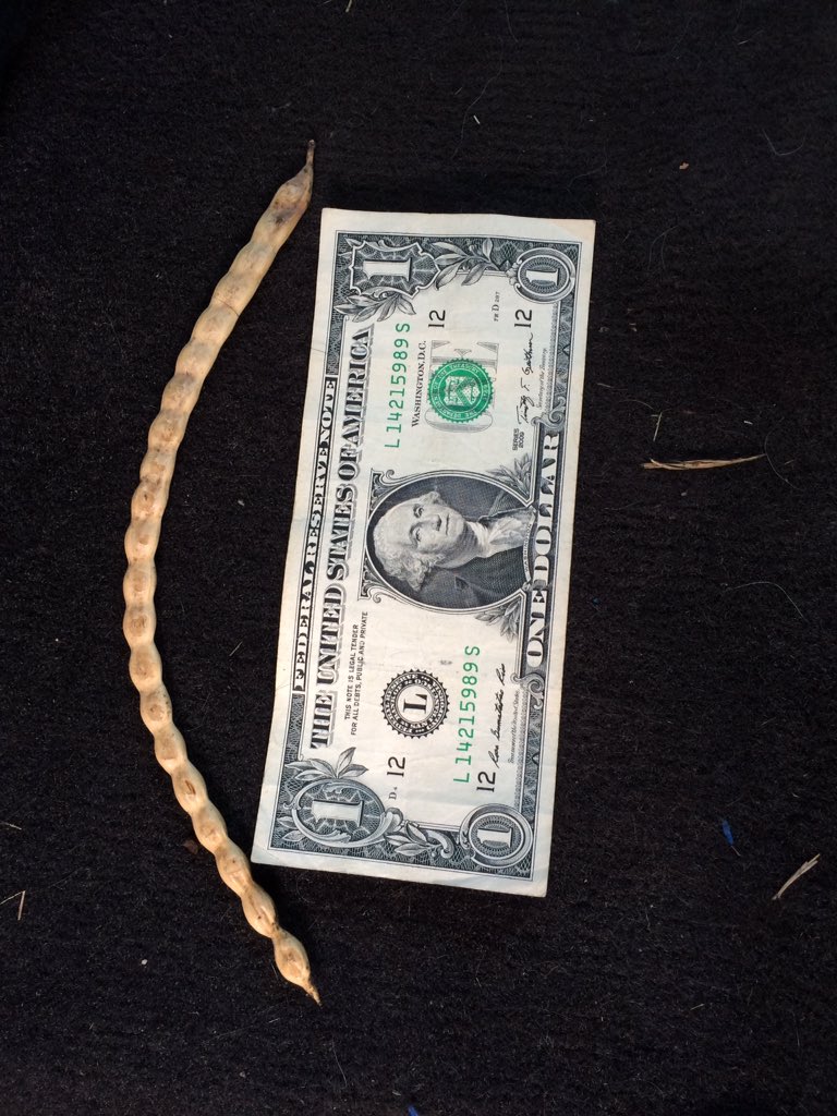 seedgreg's tweet image. #harvest16 #channelseed now that's a bean! Go GMO