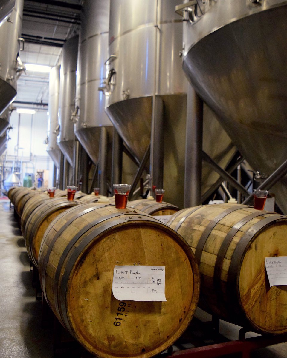UintaBrewing's tweet photo. Barrel selection day in the cellar. Things are getting funky real soon! #FunknPatch #InsideUinta https://t.co/FKbMZb4tPp