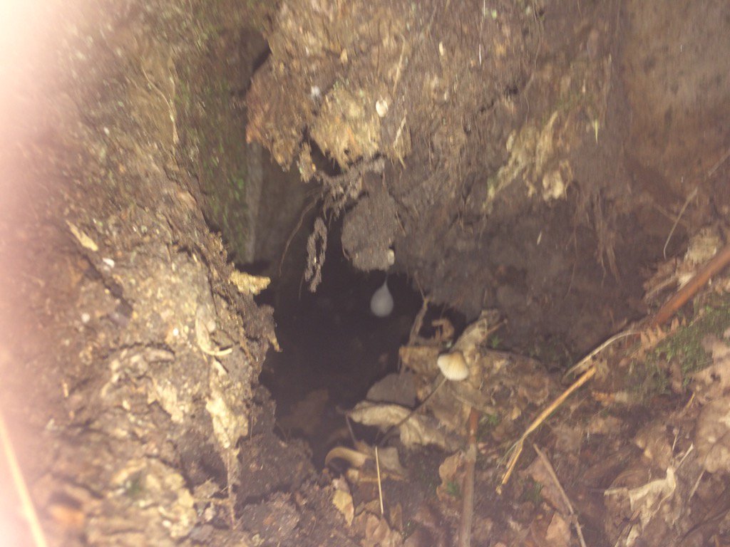 shaneleadley's tweet photo. Anyone know what the weird white hanging thing is at the entrance to this burrow ? https://t.co/usHV1pXu2I