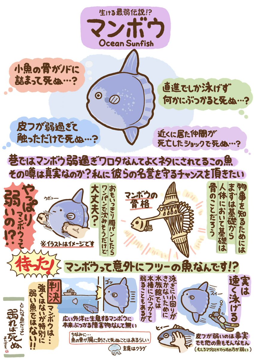 マンボウを解体したことがある人は一度はやったことがあると思いますが 水中で鰭 ヒレ を振るとただ振るだけで驚くほど進む Togetter