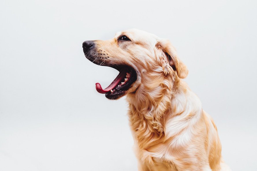 HomeInstead_Aus's tweet photo. Thinking about adopting a #dog for your #elderly loved one? Here's 9 reasons you should. https://t.co/5JuoZNs0XI https://t.co/7frLryqvwF